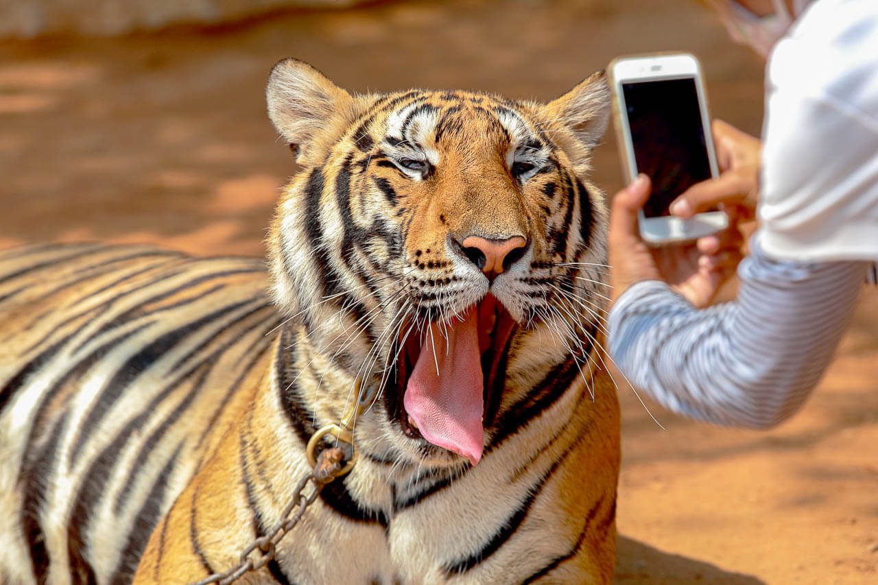 Amazing Thailand. The dos and don’ts. The funny stuff.